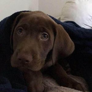 Meet your Posher, Rosie